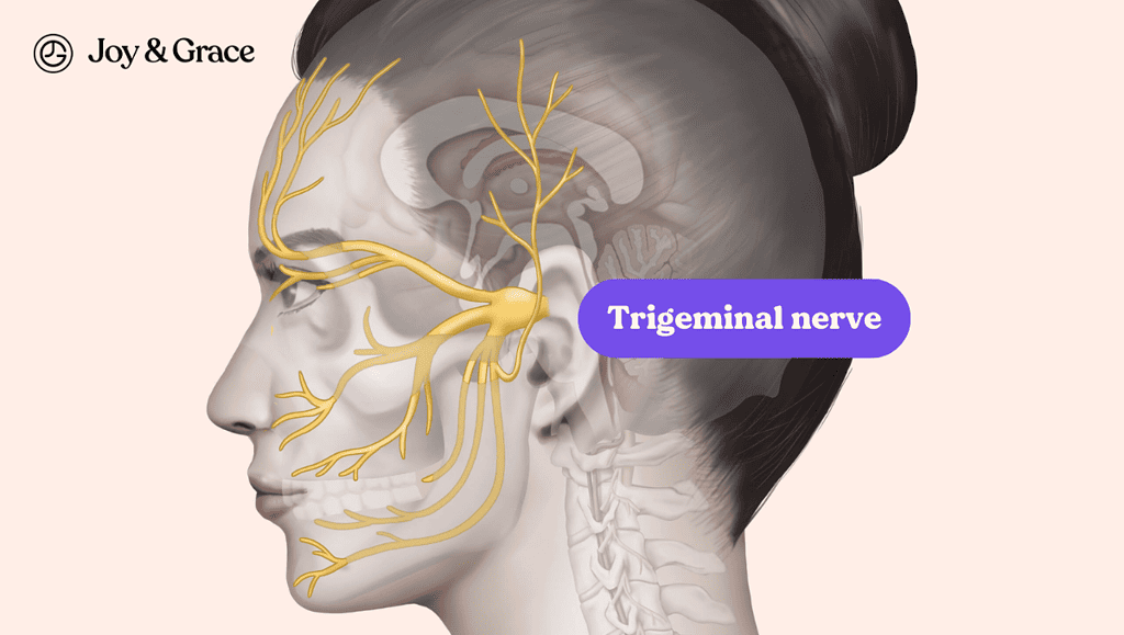 a diagram of female with highlighted trigeminal nerves