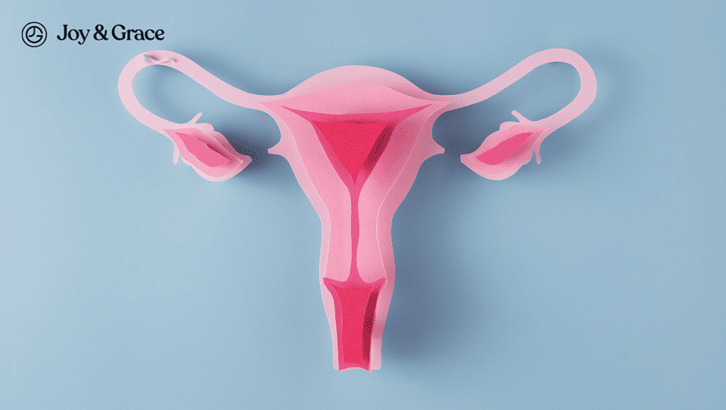 a female uterus illustration