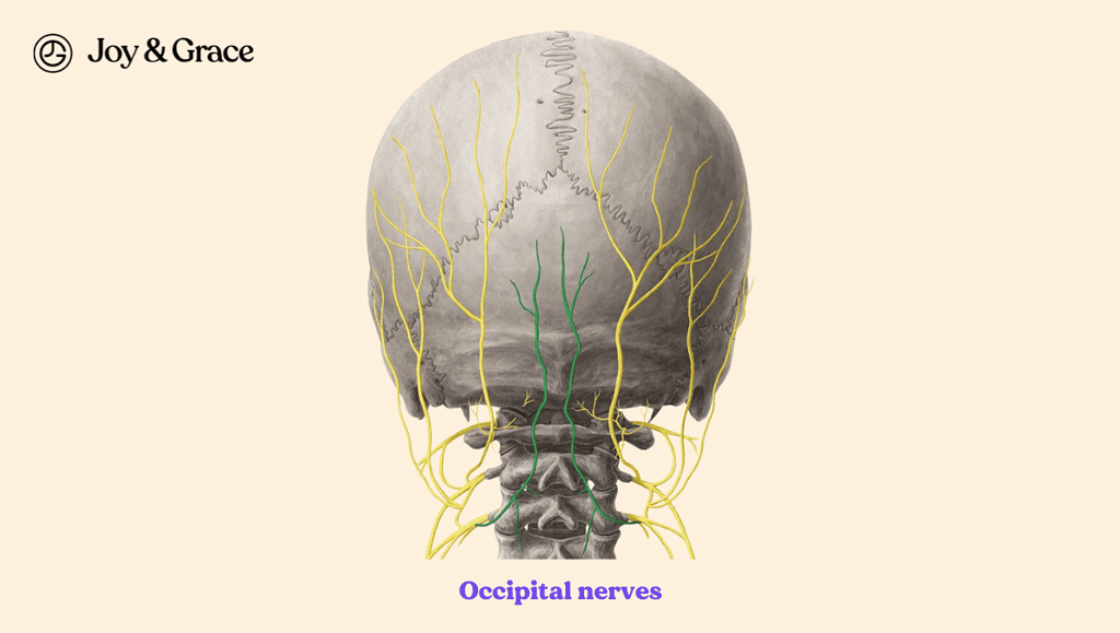 an x - ray image shows the occipital nerves and the upper part of the skull