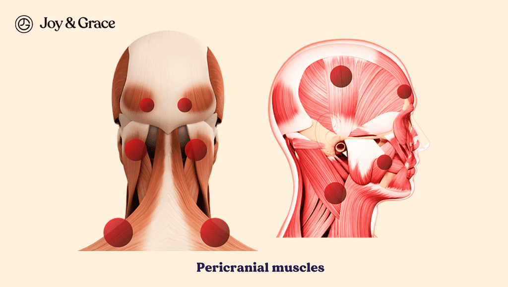 the anatomy of pericranial muscles