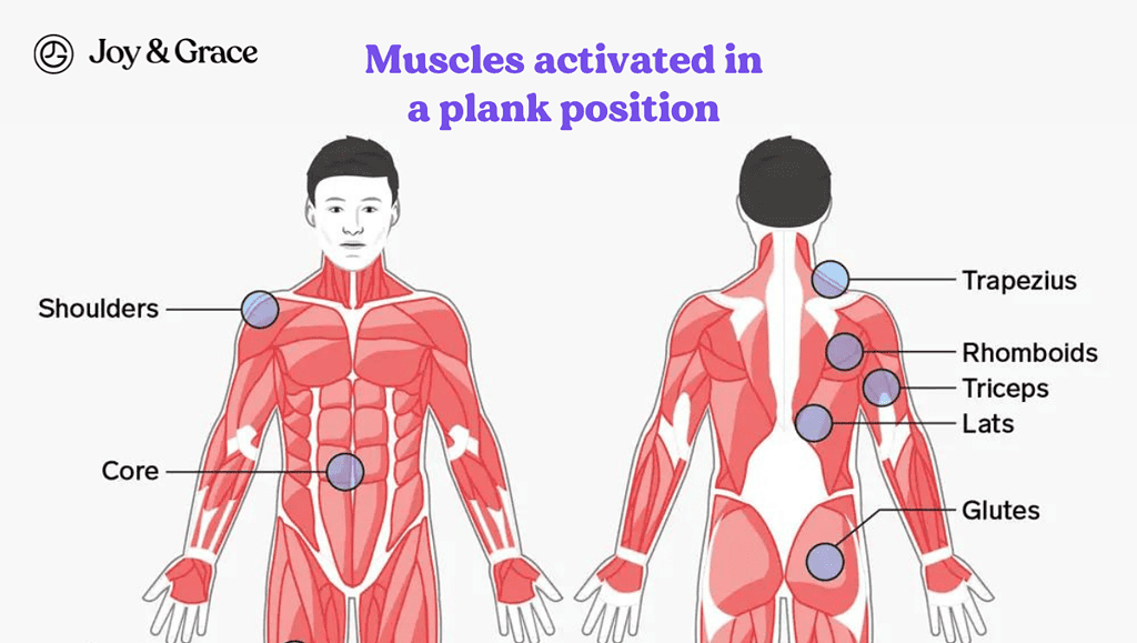 muscles activated in a plank position