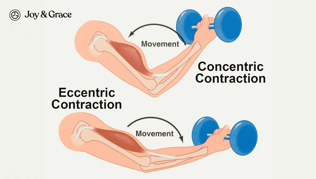 eccentric contraction and concentric contraction