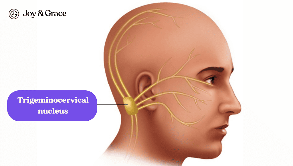 Trigeminocervical nucleus