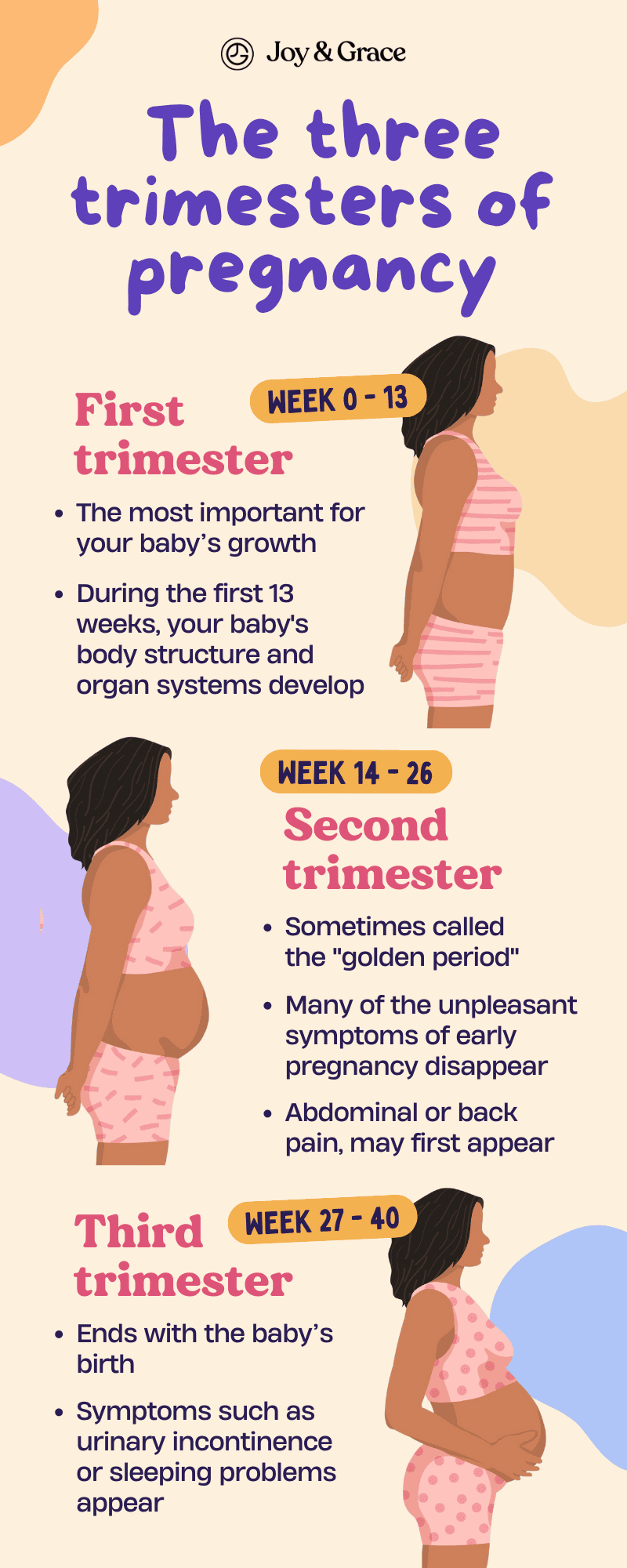 trimesters of pregnancy