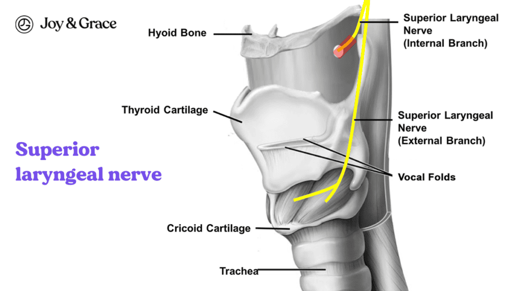 A diagram of the superior laryngeal nerve, which is concerned with neck pain and yawning.