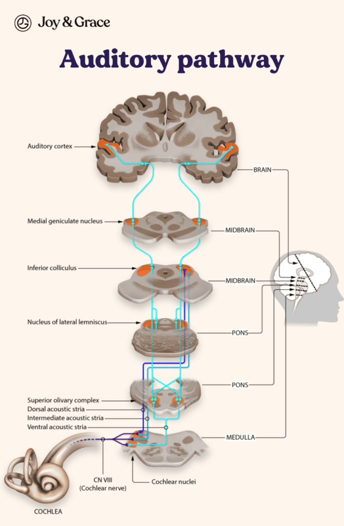 A diagram of the auditory pathway that helps understand how neck pain and ear ringing can be related.