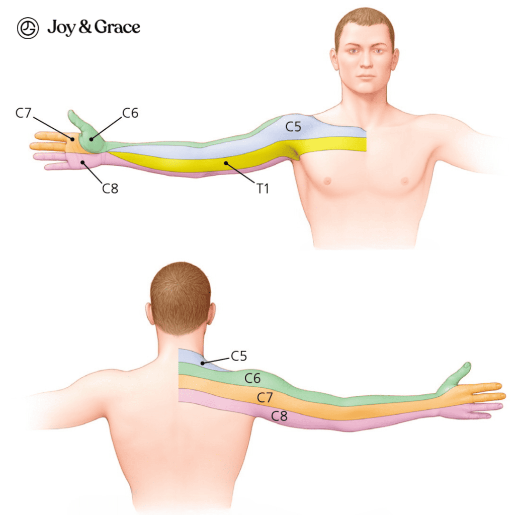 A diagram of a man's arm illustrating the different parts of the arm, including the shoulder and tricep muscles.