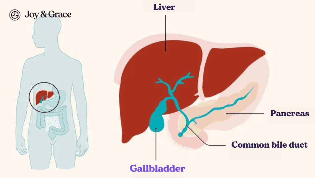 A diagram of the liver and gallbladder, highlighting potential causes for concern such as pain in the back of the left shoulder.