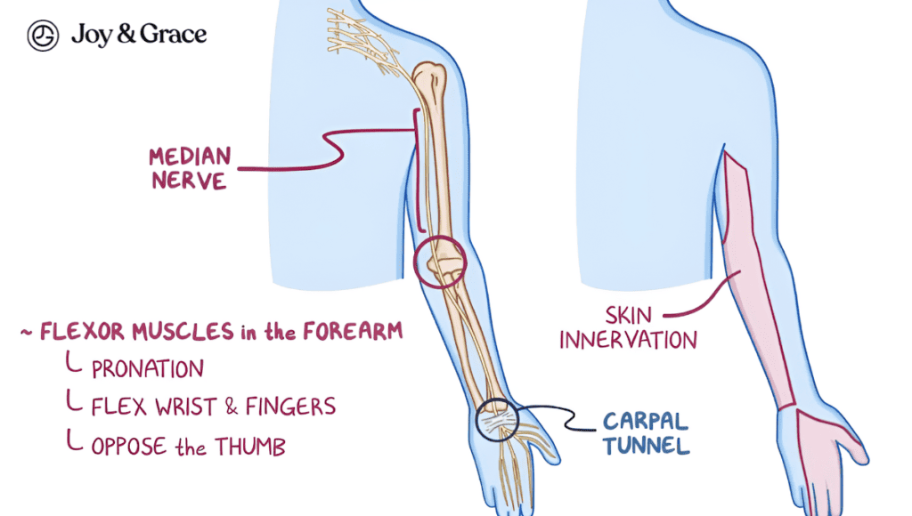 A diagram illustrating the different parts of the arm, including the shoulder.