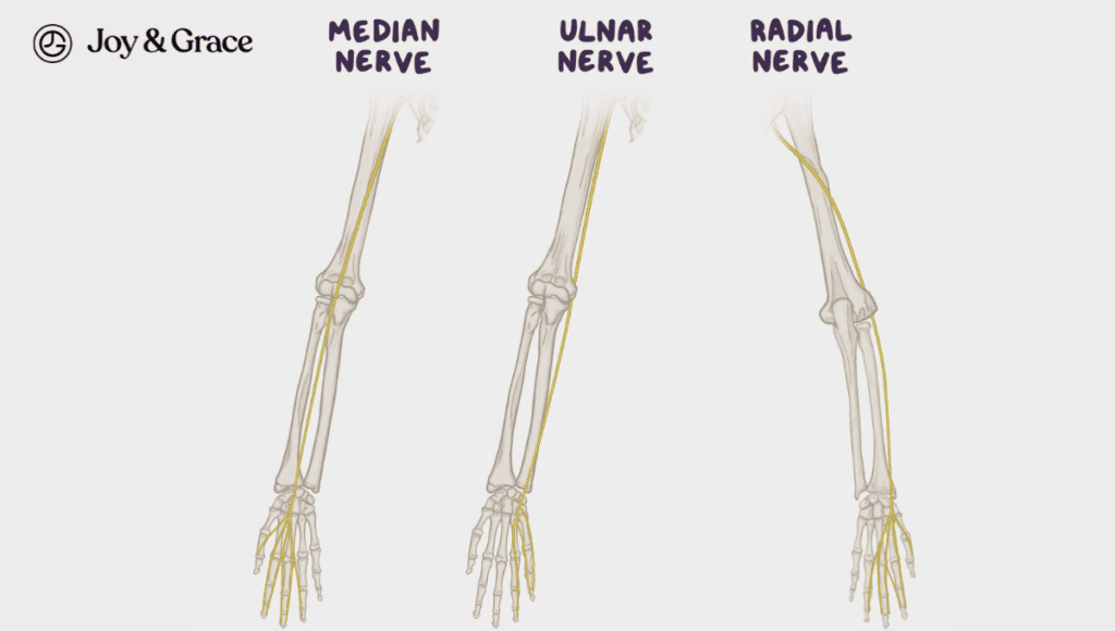 A diagram showing the connection between the radial and medial nerves, highlighting their role in causing numb fingers and neck pain.