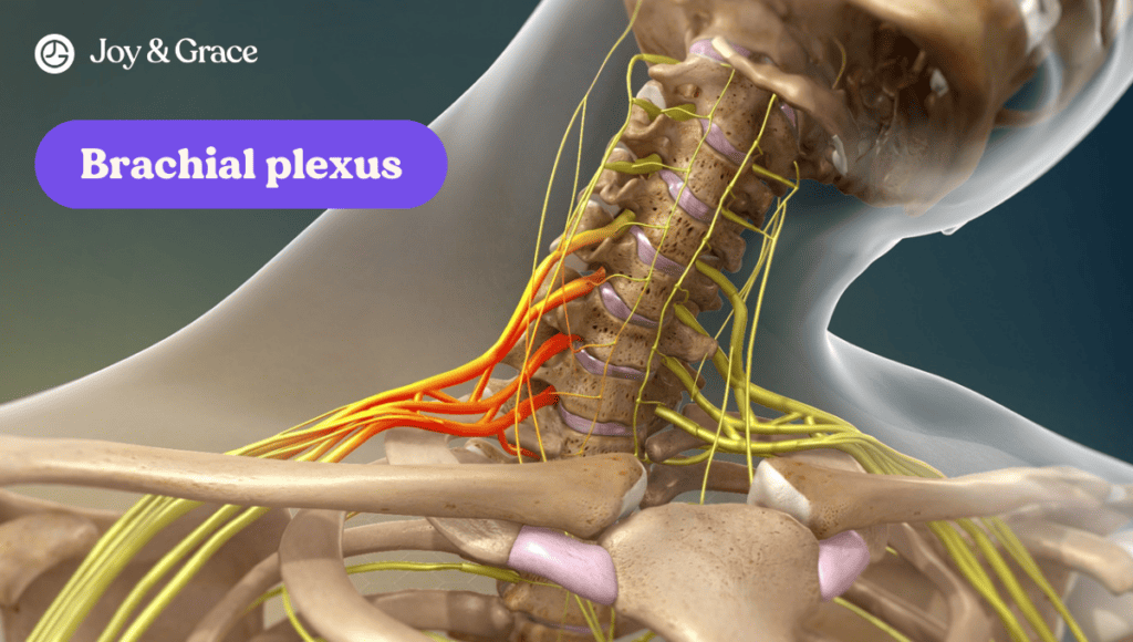 Brachial plexus - neck pain connection.