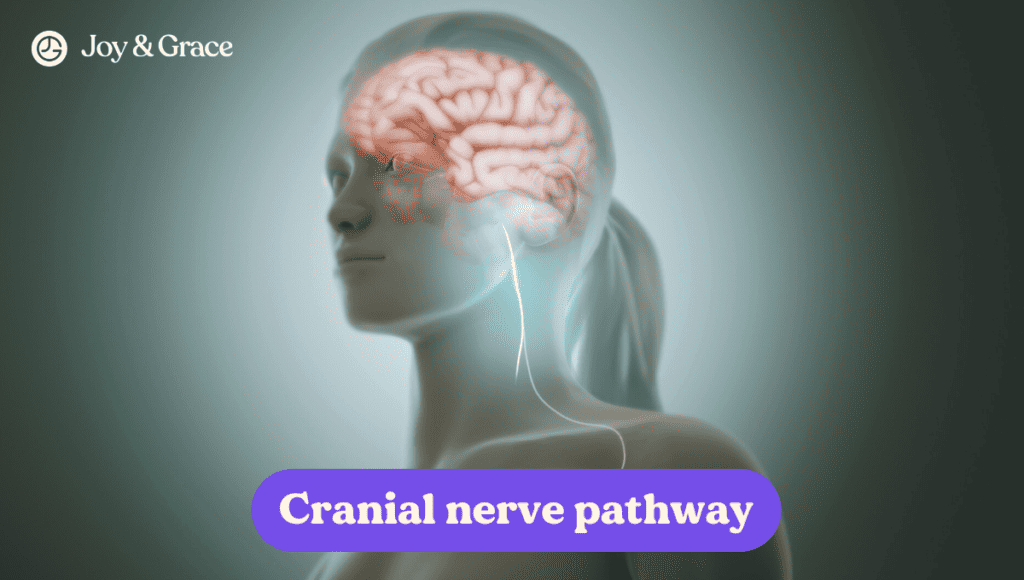 Cranial nerve pathway link.