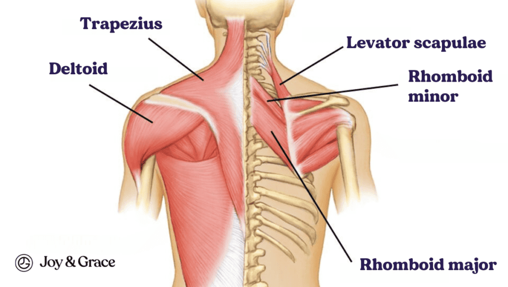 A diagram illustrating the muscles of the back.